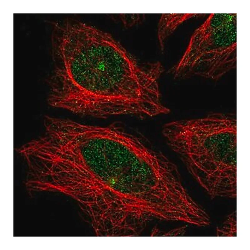 Merck Anti-CDH24 antibody produced in rabbit