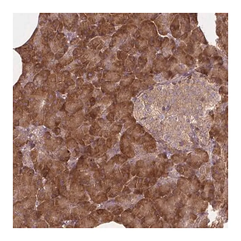 Merck Anti-TAB2 antibody produced in rabbit