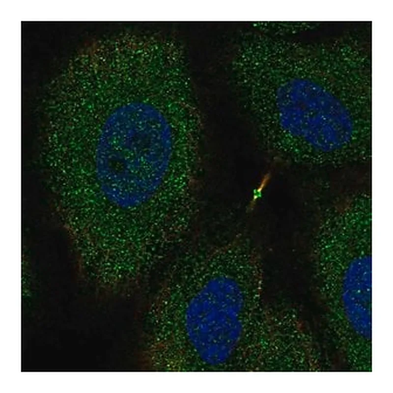 Merck Anti-NTNG2 antibody produced in rabbit