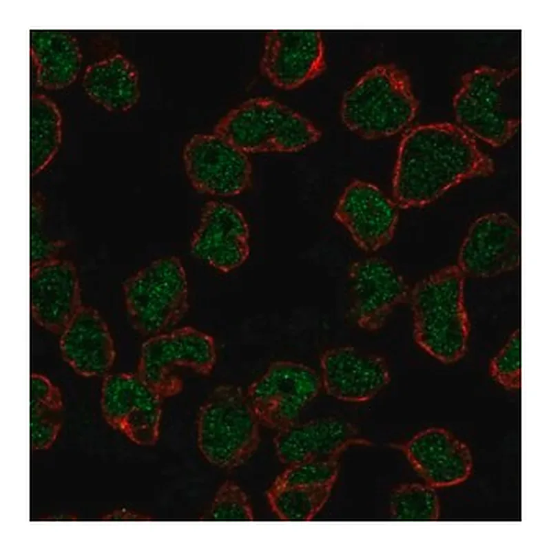 Merck Anti-RAG2 antibody produced in rabbit