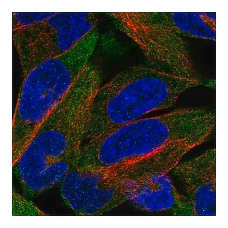 Merck Anti-CHRND antibody produced in rabbit