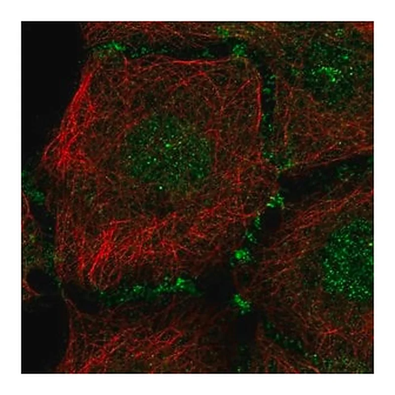 Merck Anti-PLEKHA7 antibody produced in rabbit