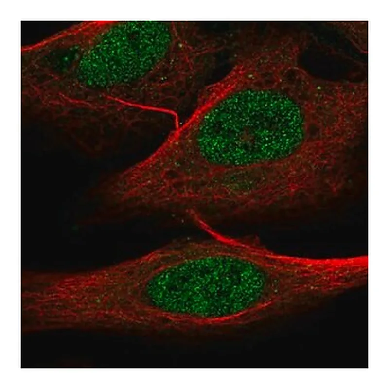 Merck Anti-ELFN1 antibody produced in rabbit