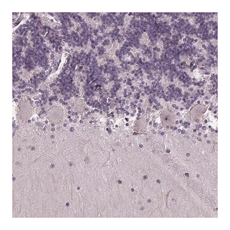 Merck Anti-TMEM240 antibody produced in rabbit