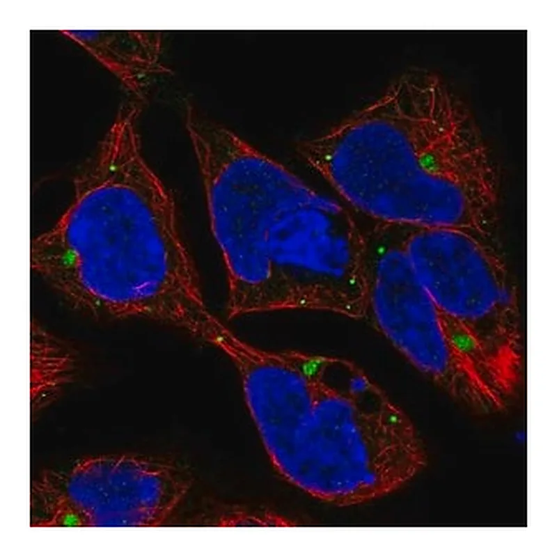 Merck Anti-AMH antibody produced in rabbit