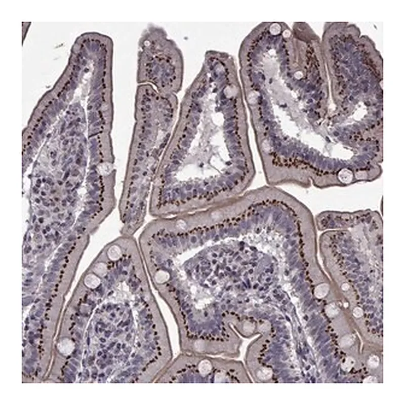 Merck Anti-ATP6V1C2 antibody produced in rabbit