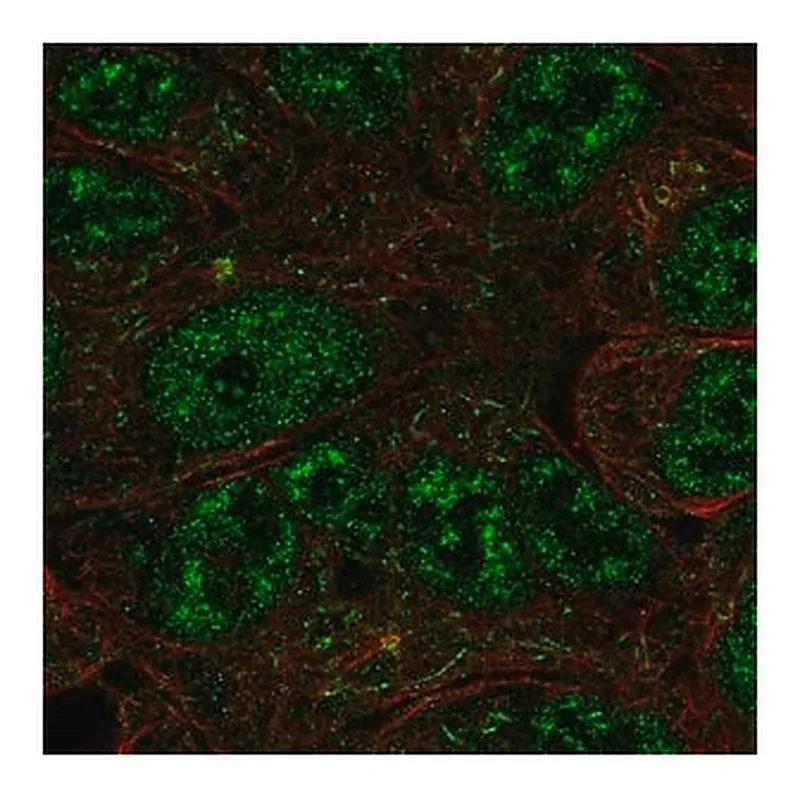 Merck Anti-NR0B1 antibody produced in rabbit