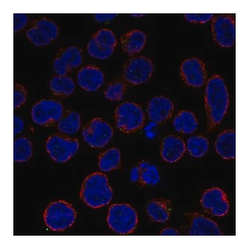 Merck Anti-TNFAIP3 antibody produced in rabbit