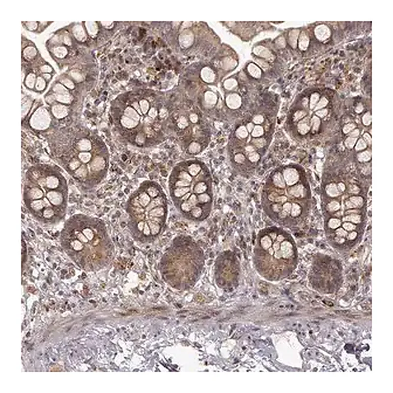 Merck Anti-SLC12A9 antibody produced in rabbit