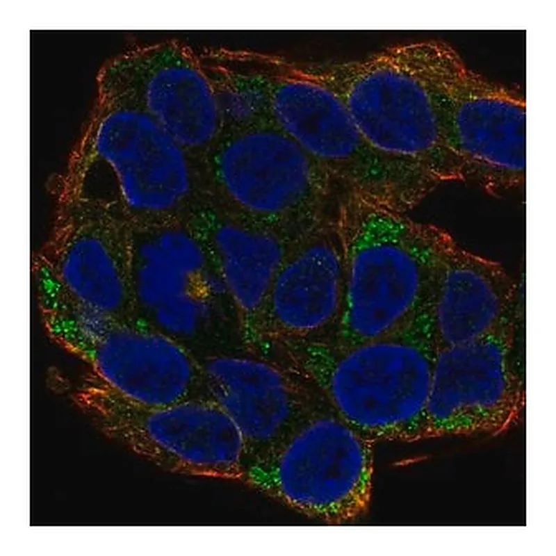 Merck Anti-EFNA2 antibody produced in rabbit