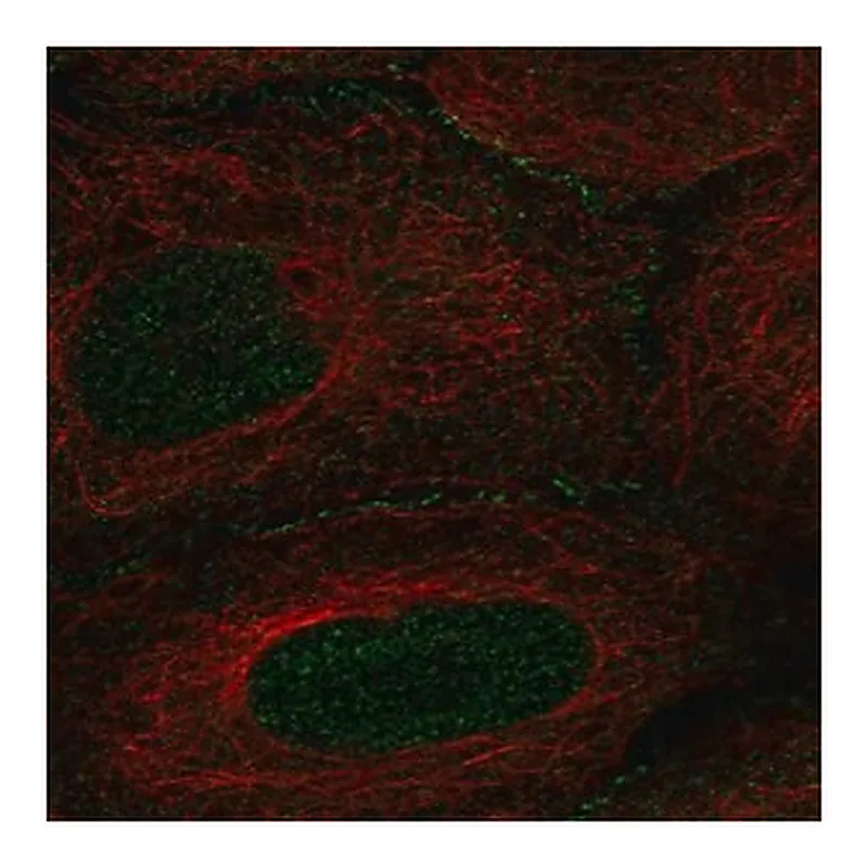 Merck Anti-AMOT antibody produced in rabbit