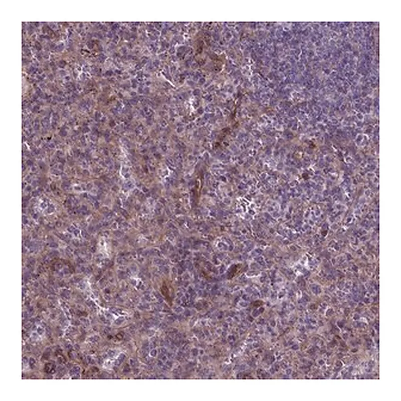 Merck Anti-FLT4 antibody produced in rabbit