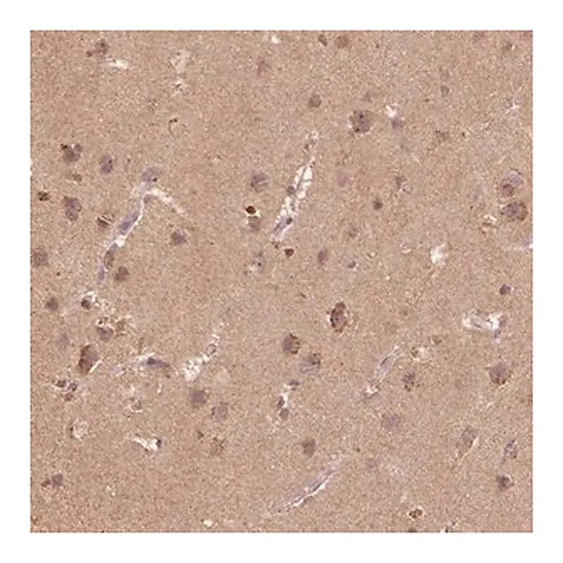 Merck Anti-AP2B1 antibody produced in rabbit
