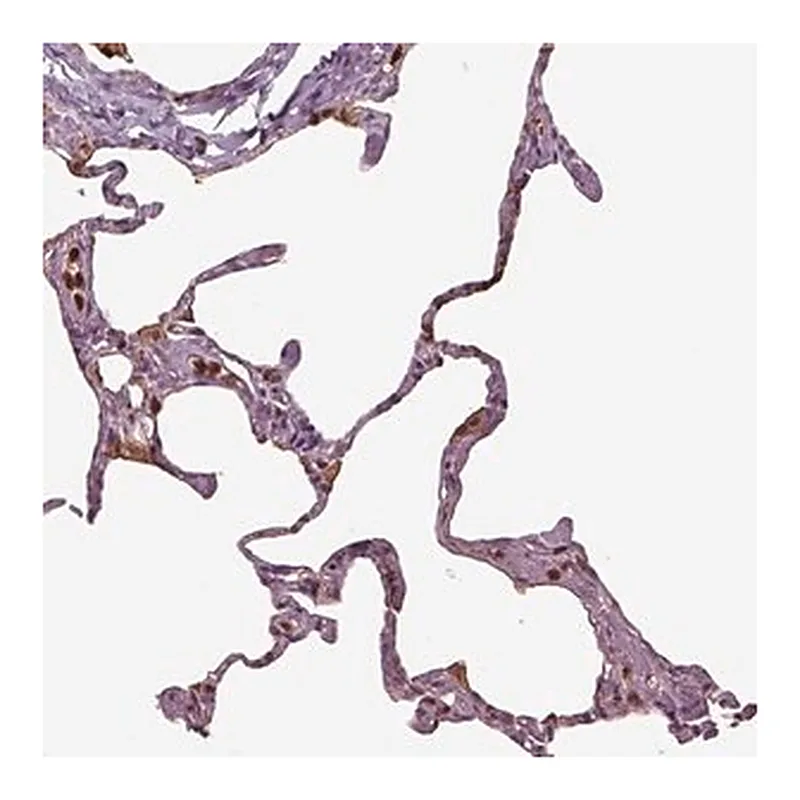 Merck Anti-IL31RA antibody produced in rabbit
