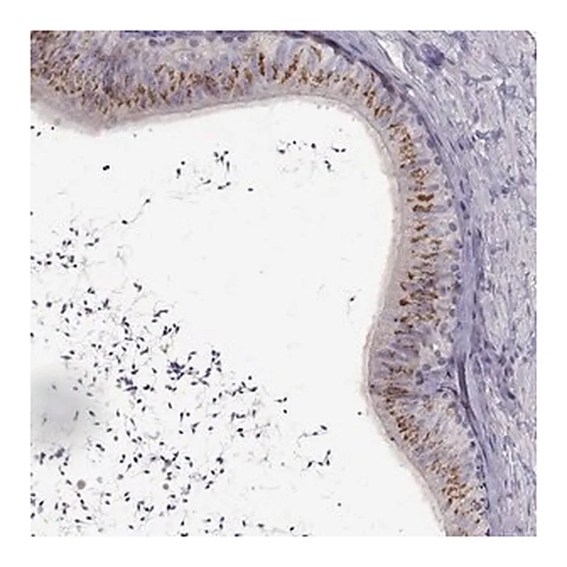 Merck Anti-DEFB136 antibody produced in rabbit