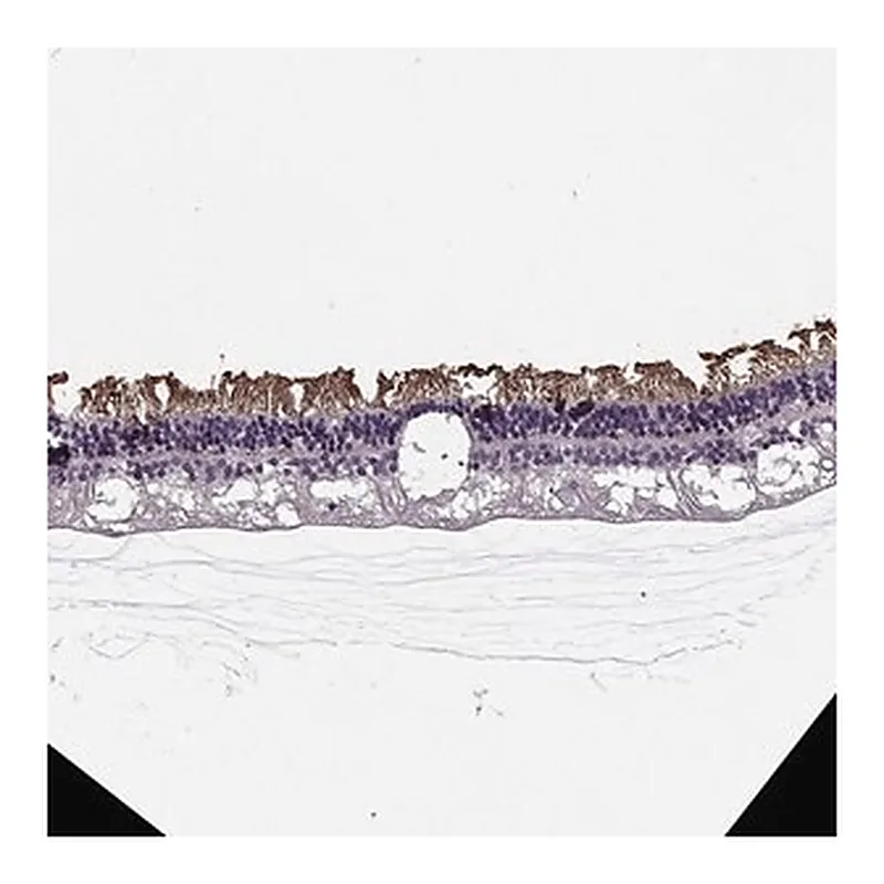 Merck Anti-CACNA1F antibody produced in rabbit