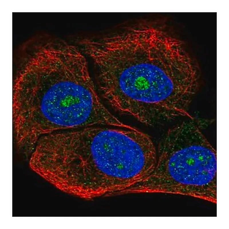 Merck Anti-DOLK antibody produced in rabbit
