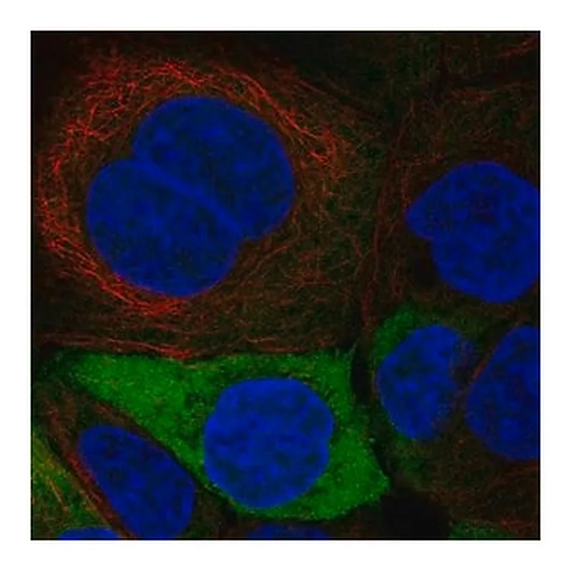 Merck Anti-ENO1 antibody produced in rabbit