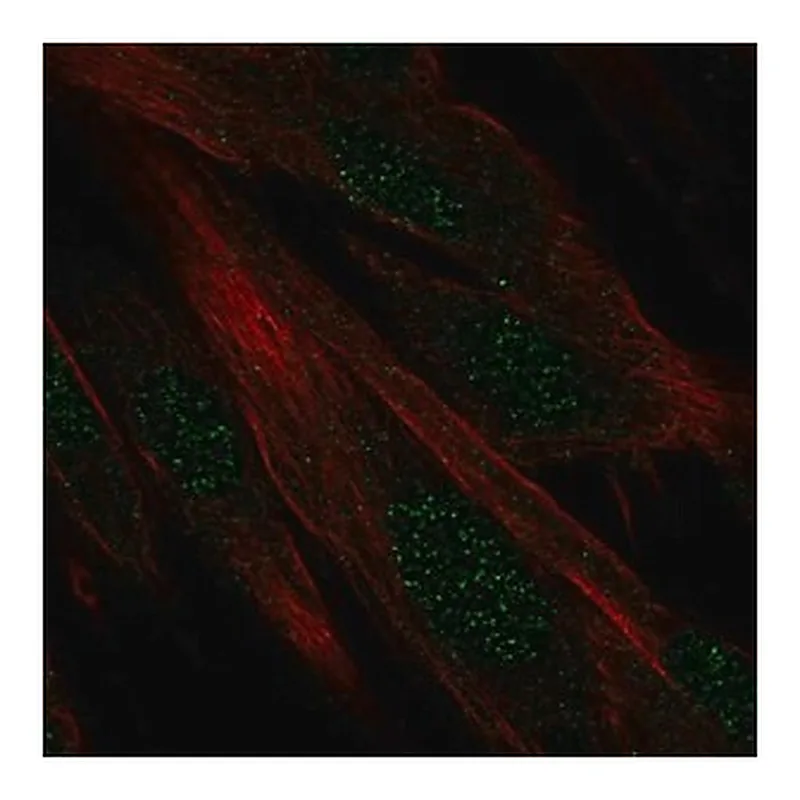 Merck Anti-DIRC1 antibody produced in rabbit
