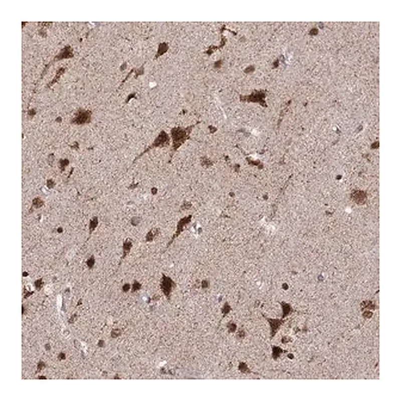 Merck Anti-RFT1 antibody produced in rabbit