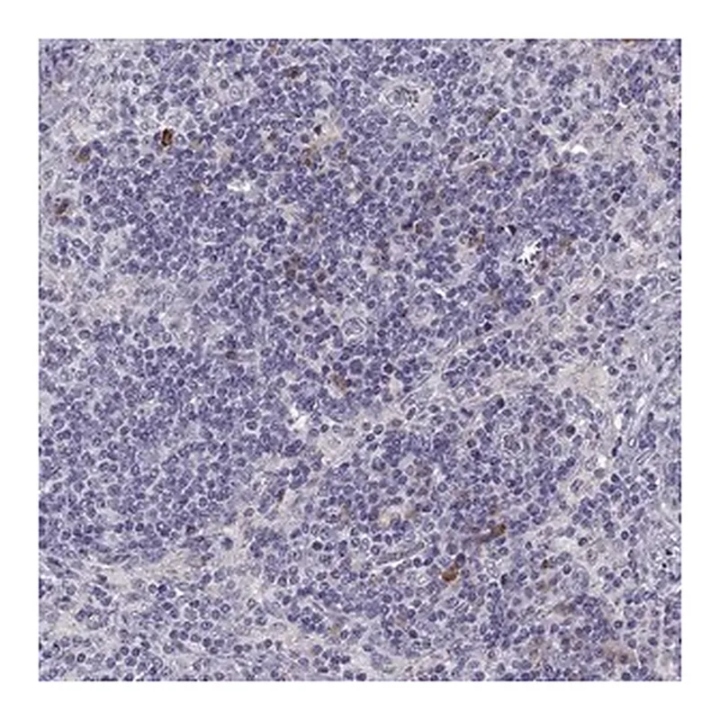 Merck Anti-HTR3A antibody produced in rabbit