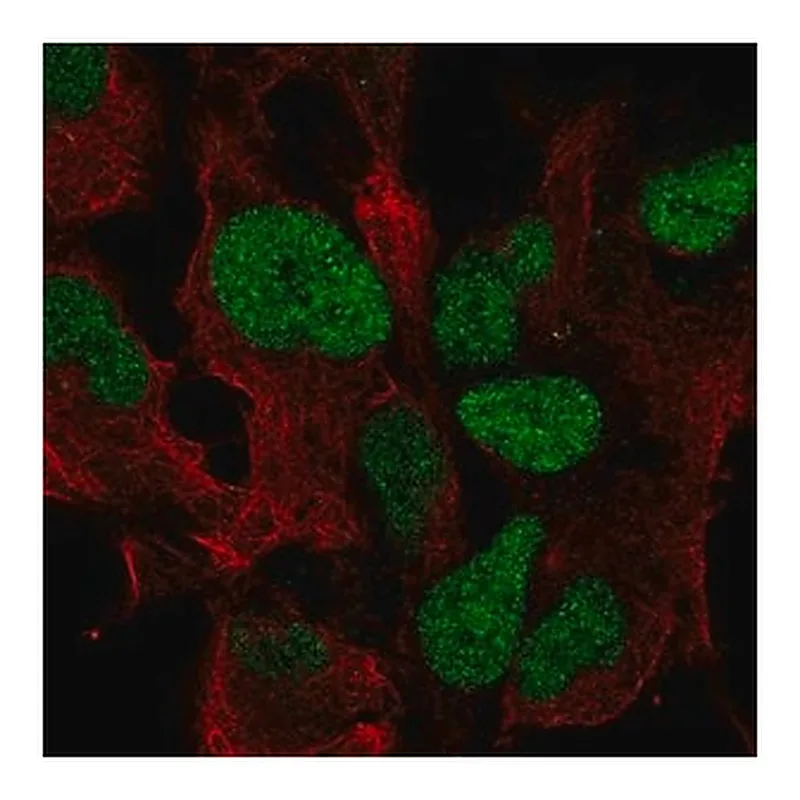 Merck Anti-ZIC3 antibody produced in rabbit