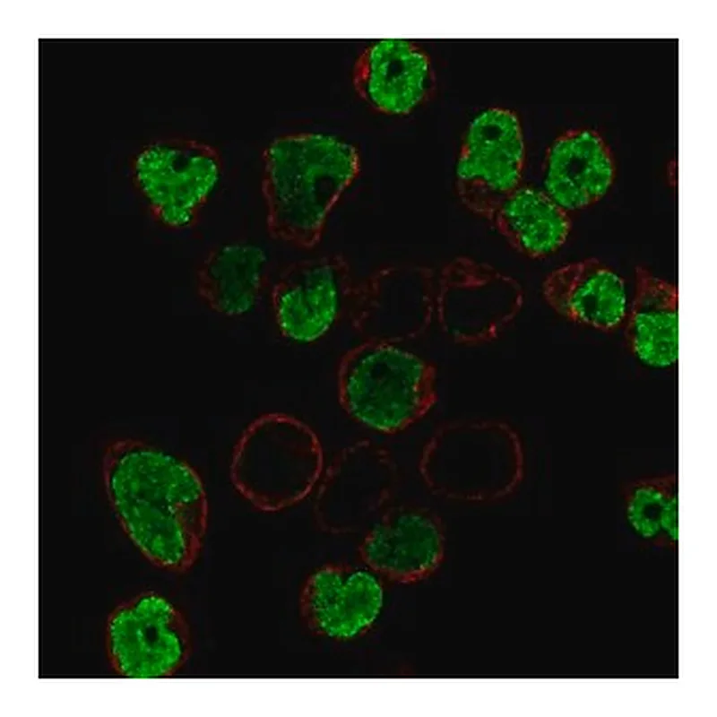 Merck Anti-BLK antibody produced in rabbit