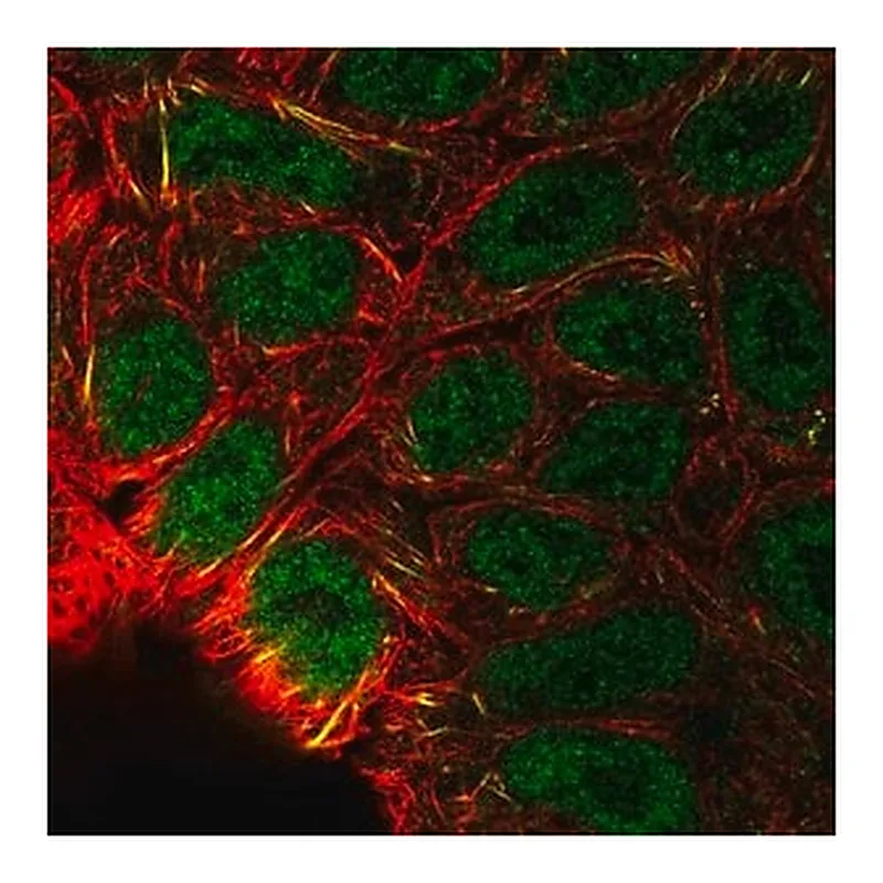 Merck Anti-EPAS1 antibody produced in rabbit