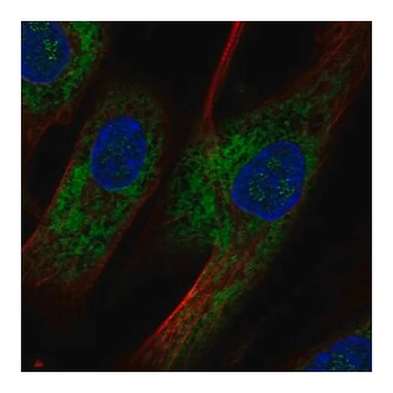 Merck Anti-OMD antibody produced in rabbit