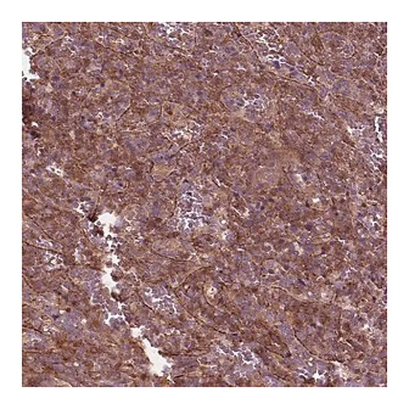 Merck Anti-CDC42 antibody produced in rabbit