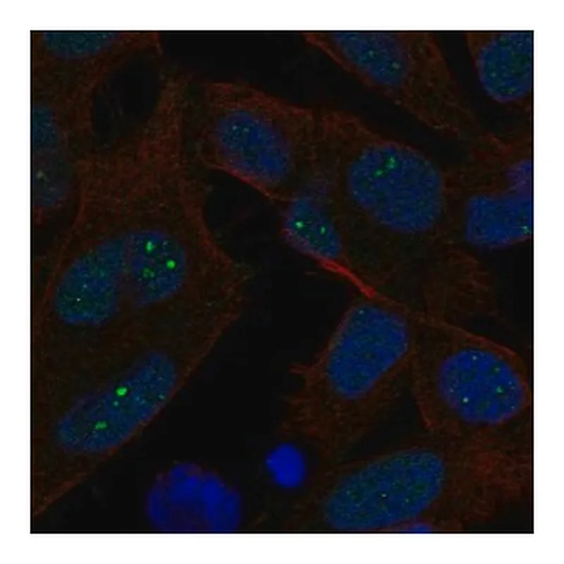 Merck Anti-EXO1 antibody produced in rabbit