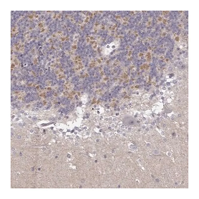 Merck Anti-TLX3 antibody produced in rabbit