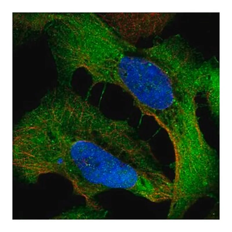Merck Anti-WDR1 antibody produced in rabbit