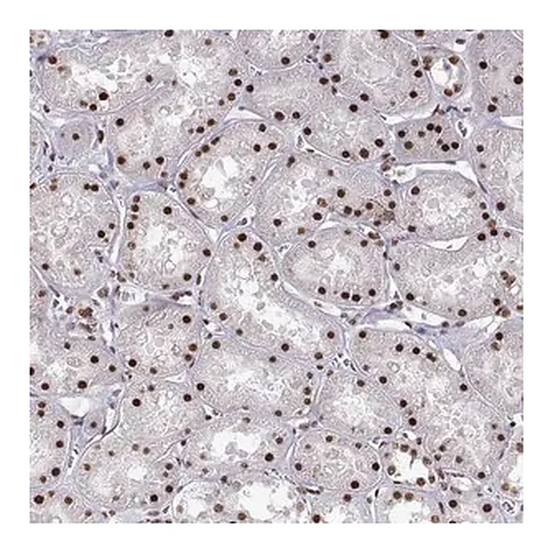 Merck Anti-SNAI1 antibody produced in rabbit