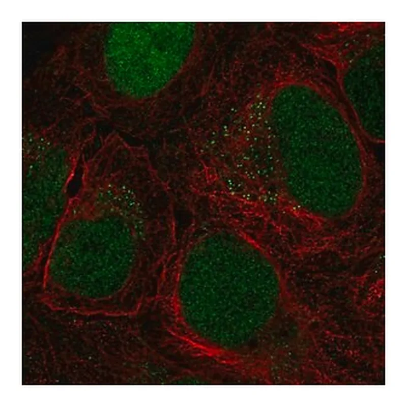 Merck Anti-CTDP1 antibody produced in rabbit