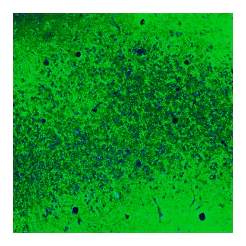 Merck Anti-CNTN1 antibody produced in rabbit