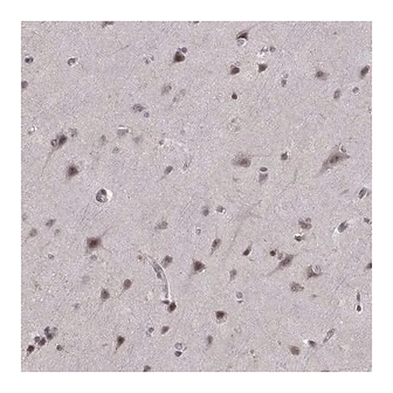 Merck Anti-ARRB1 antibody produced in rabbit