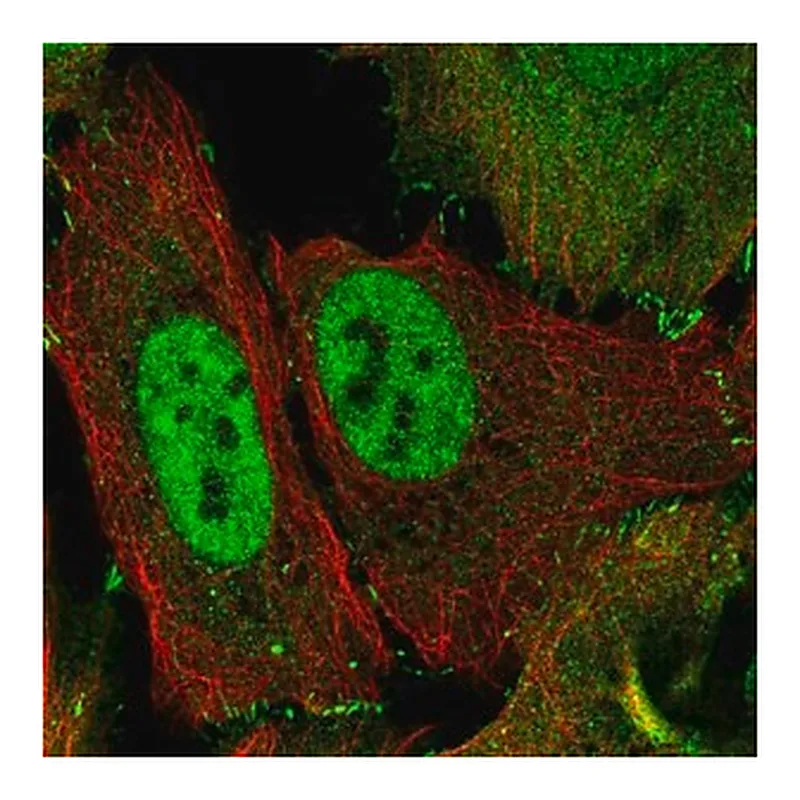 Merck Anti-TJP2 antibody produced in rabbit