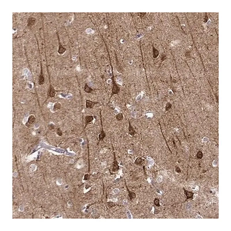 Merck Anti-NECAB3 antibody produced in rabbit
