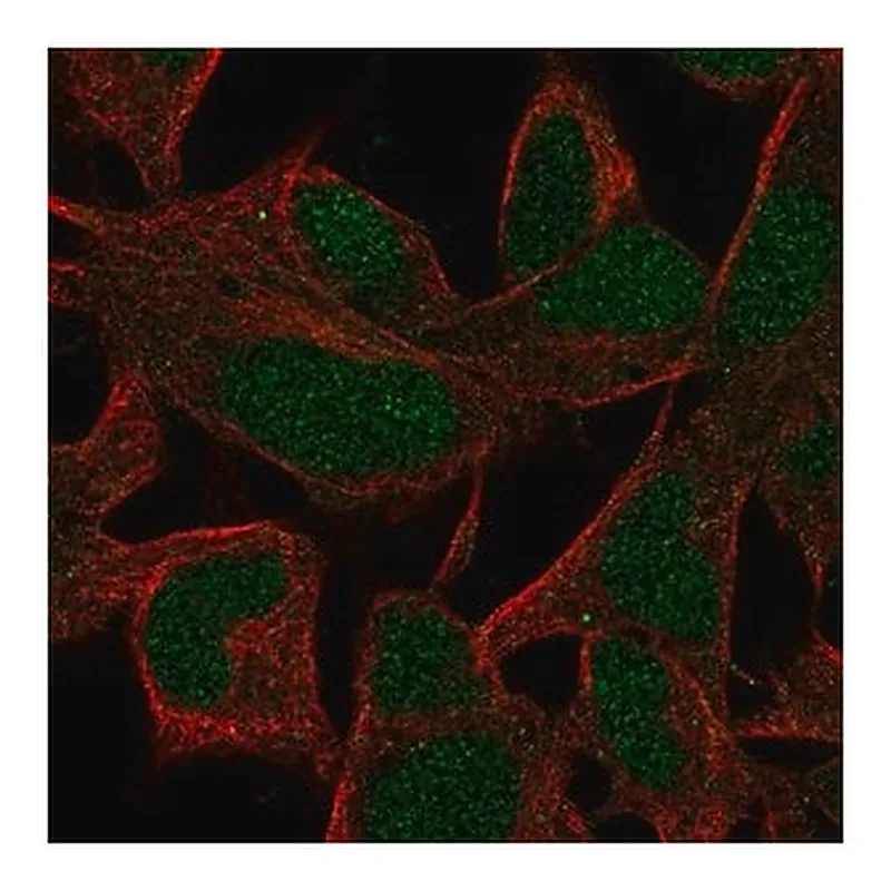 Merck Anti-INO80B antibody produced in rabbit