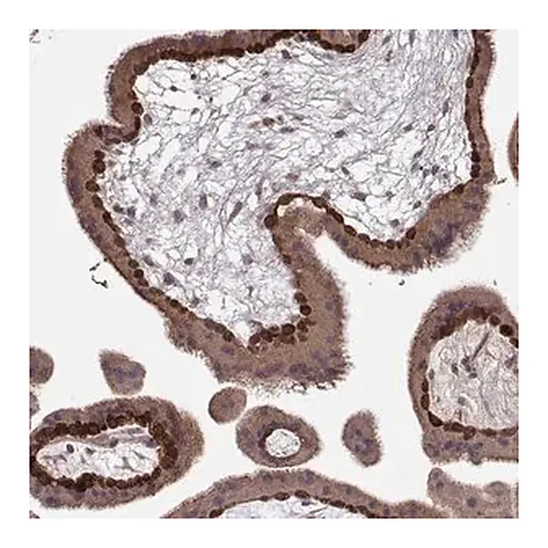 Merck Anti-WNT6 antibody produced in rabbit