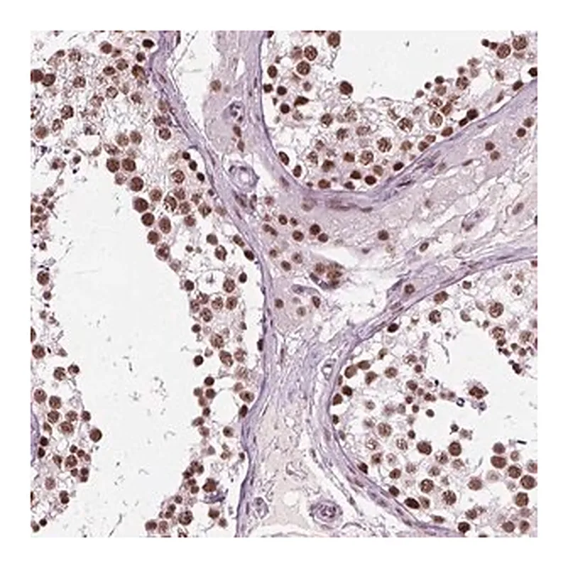 Merck Anti-GTF2F1 antibody produced in rabbit