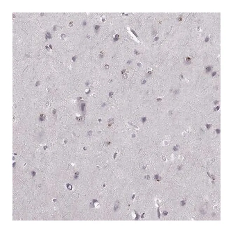 Merck Anti-OPRD1 antibody produced in rabbit