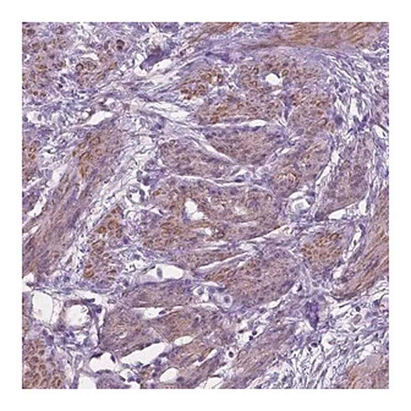Merck Anti-TOR2A antibody produced in rabbit