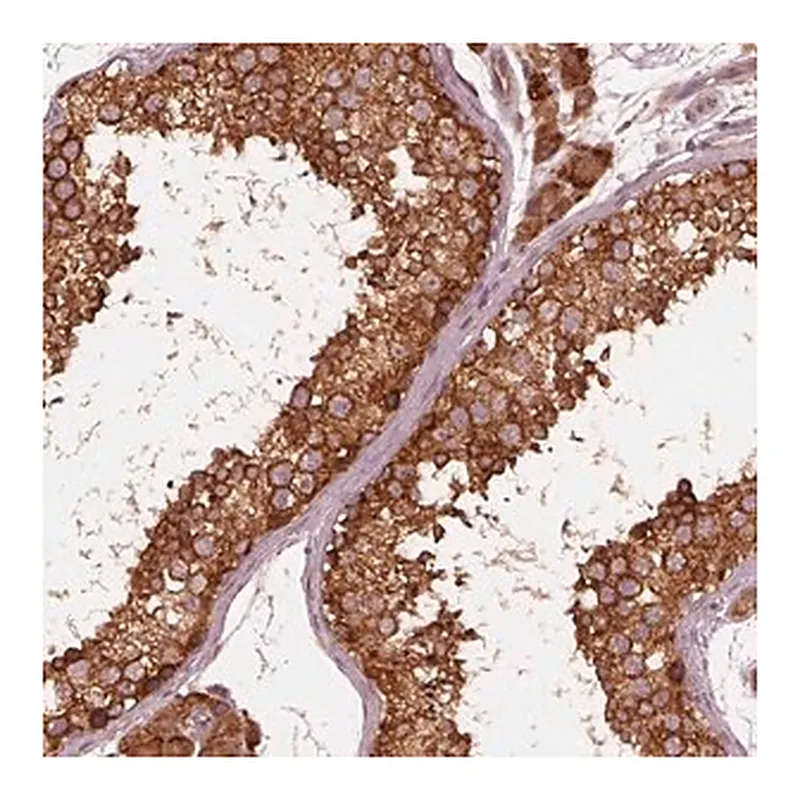 Merck Anti-FAF2 antibody produced in rabbit
