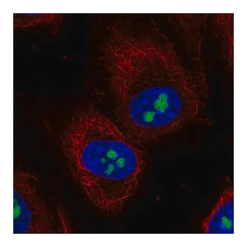 Merck Anti-TMEM217 antibody produced in rabbit