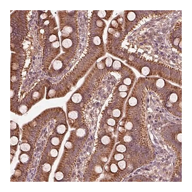 Merck Anti-TRADD antibody produced in rabbit