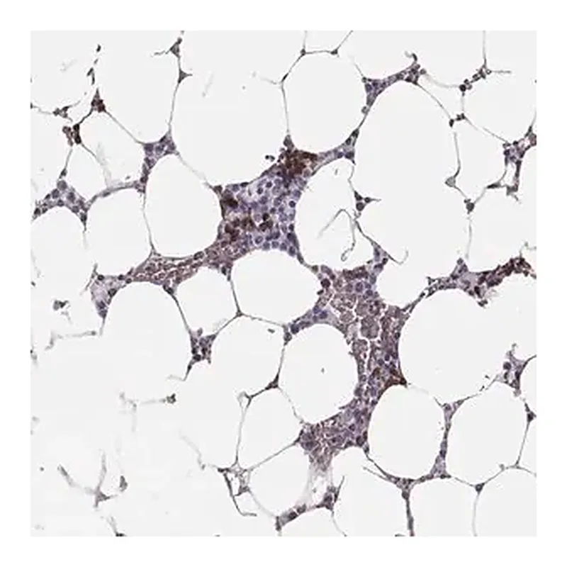 Merck Anti-HBZ antibody produced in rabbit