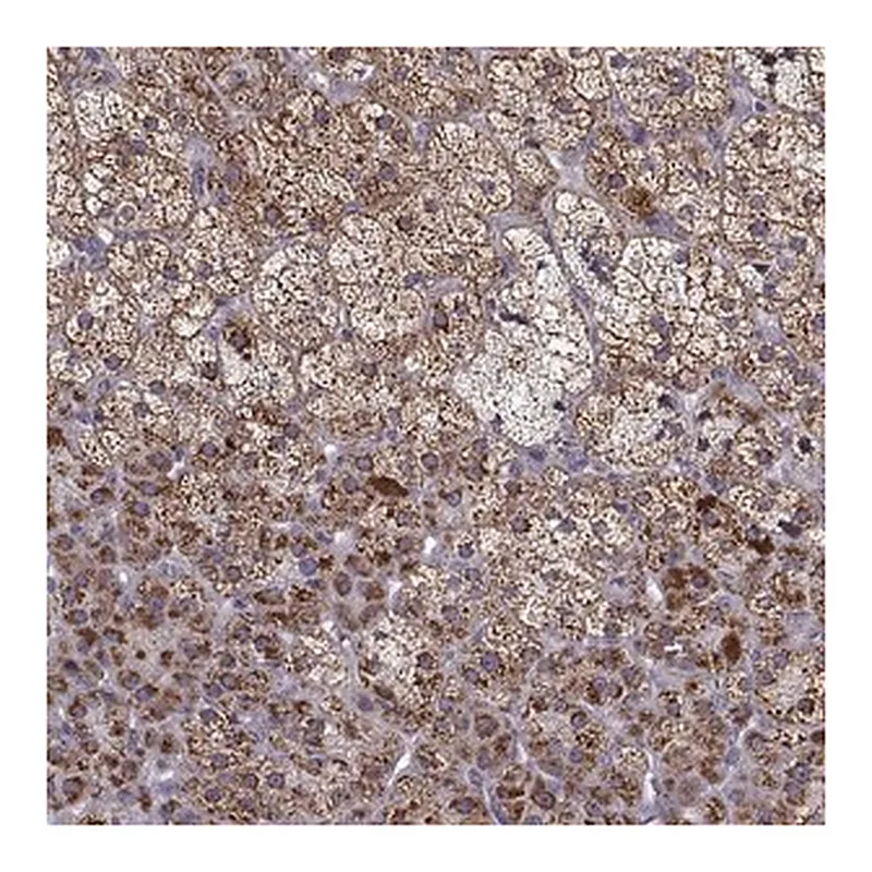 Merck Anti-NECAB3 antibody produced in rabbit