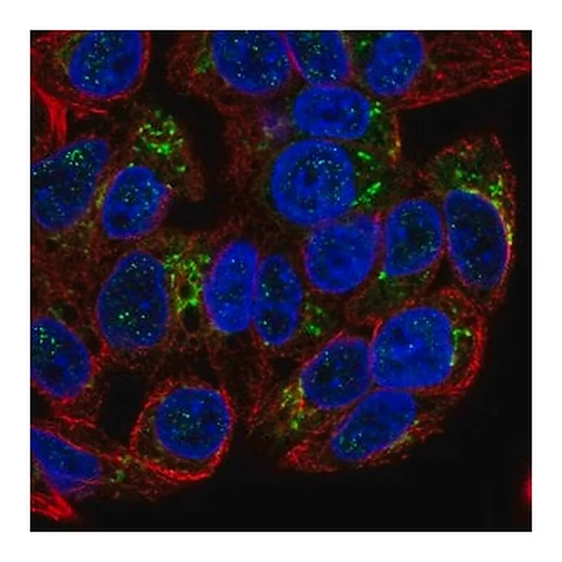 Merck Anti-GDF15 antibody produced in rabbit